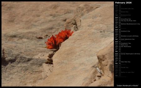 Indian Paintbrush in Rocks