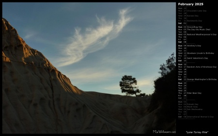 Lone Torrey Pine