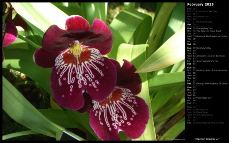 Maroon Orchids II