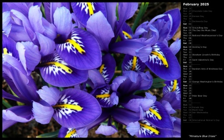 Miniature Blue Irises