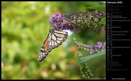 Monarch Butterfly