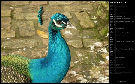 Peacock