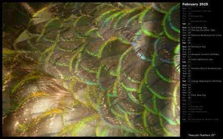 Peacock Feathers III