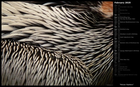 Pelican Feathers