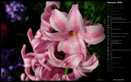 Pink Hyacinth