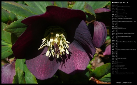 Purple Lenten Rose