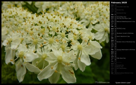 Queen Anne's Lace