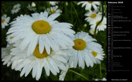 Raindrops on Daisies