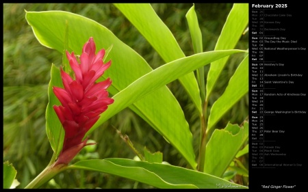 Red Ginger Flower