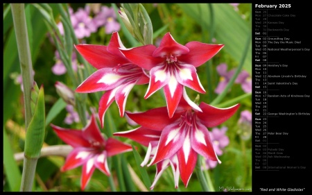 Red and White Gladiolas