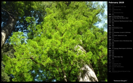 Redwood Boughs