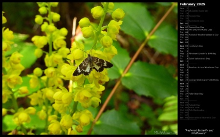 Redwood Butterfly and Wildflowers