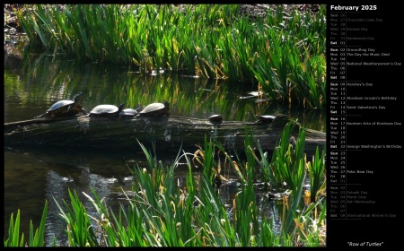 Row of Turtles