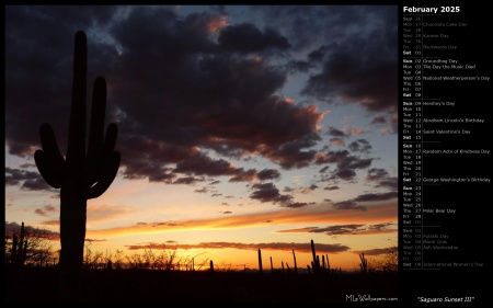 Saguaro Sunset III