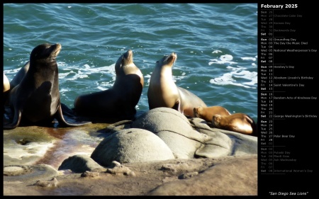 San Diego Sea Lions