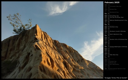 Scraggly Torrey Pine at Sunset