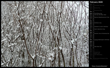 Snow Covered Branches