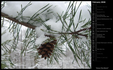 Snowy Pine Branch