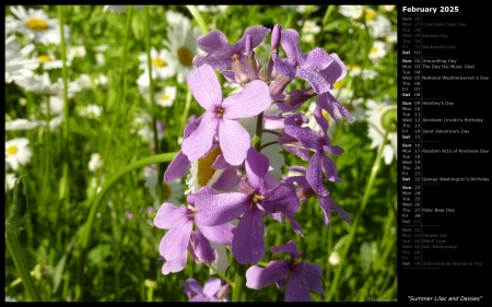 Summer Lilac and Daisies