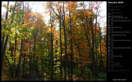 Sunlit Fall Forest