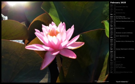 Sunlit Waterlily