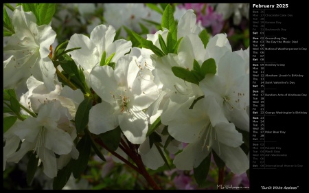 Sunlit White Azaleas