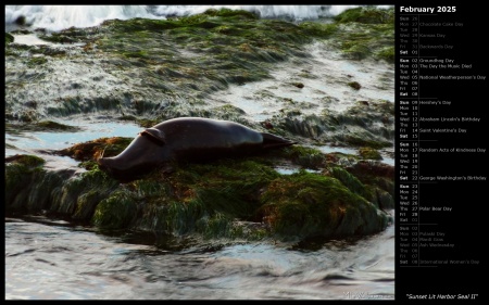 Sunset Lit Harbor Seal II