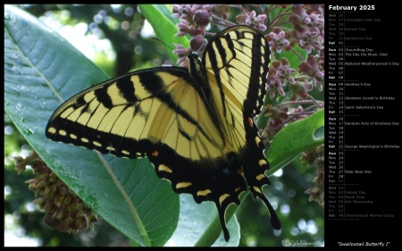 Swallowtail Butterfly I