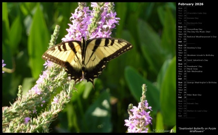 Swallowtail Butterfly on Purple Wildflowers