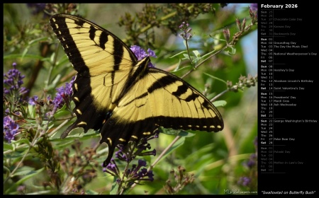 Swallowtail on Butterfly Bush