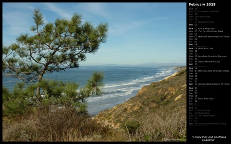 Torrey Pine and California Coastline