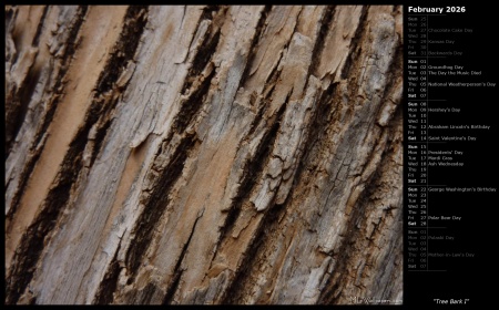 Tree Bark I