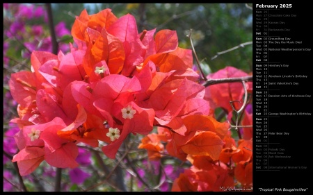 Tropical Pink Bougainvillea