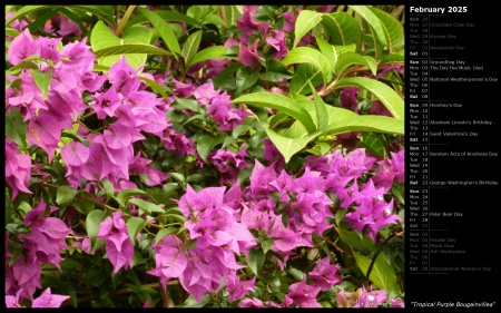 Tropical Purple Bougainvillea