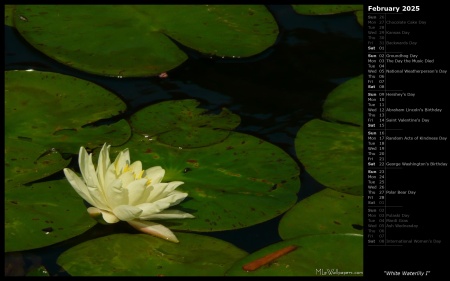 White Waterlily I