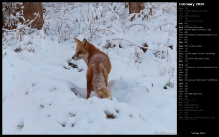 Winter Fox