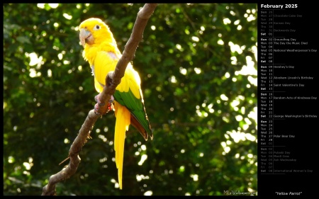 Yellow Parrot