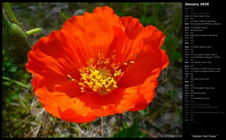 Alaskan Red Poppy