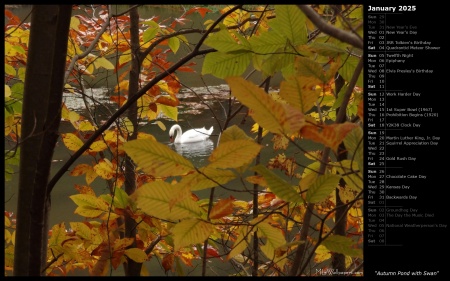 Autumn Pond with Swan