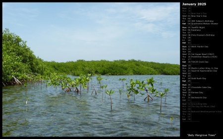 Baby Mangrove Trees