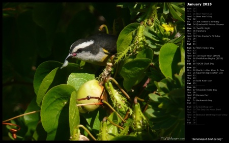 Bananaquit Bird Eating