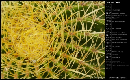 Barrel Cactus Closeup