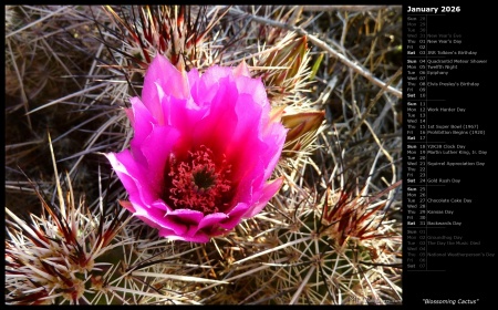 Blossoming Cactus