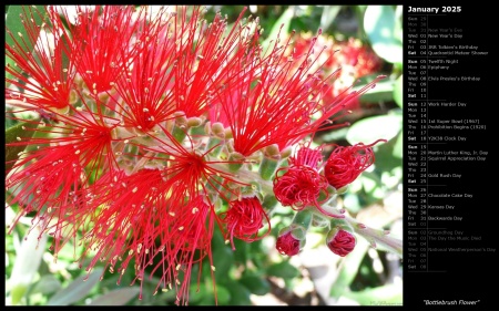 Bottlebrush Flower