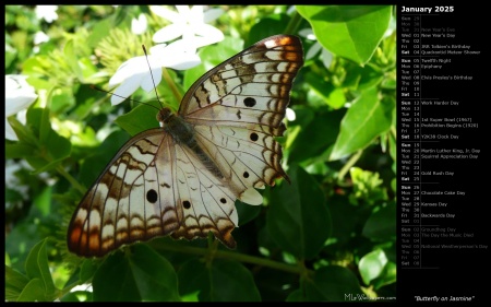 Butterfly on Jasmine