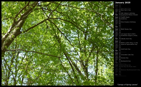 Canopy of Spring Leaves