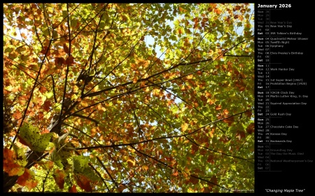 Changing Maple Tree