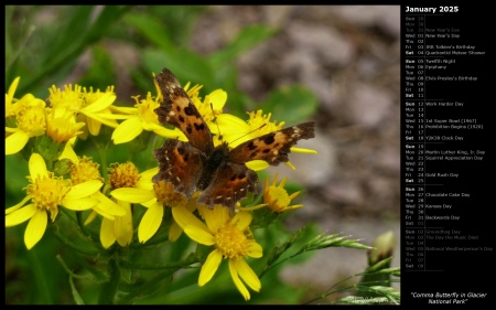 Comma Butterfly in Glacier National Park