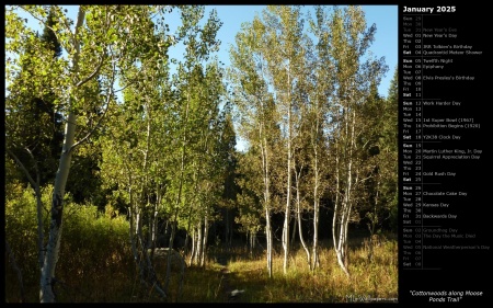 Cottonwoods along Moose Ponds Trail