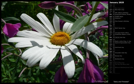 Daisy and Fireweed